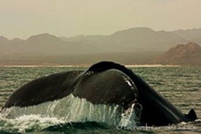 Avistamiento de ballenas